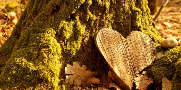 Ein herzförmiges Holzstück liegt an einem moosbedeckten Baumstamm im Laub.