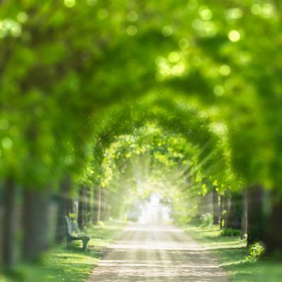 Lichtdurchfluteter Weg mit grünen Bäumen und Bänken auf beiden Seiten.